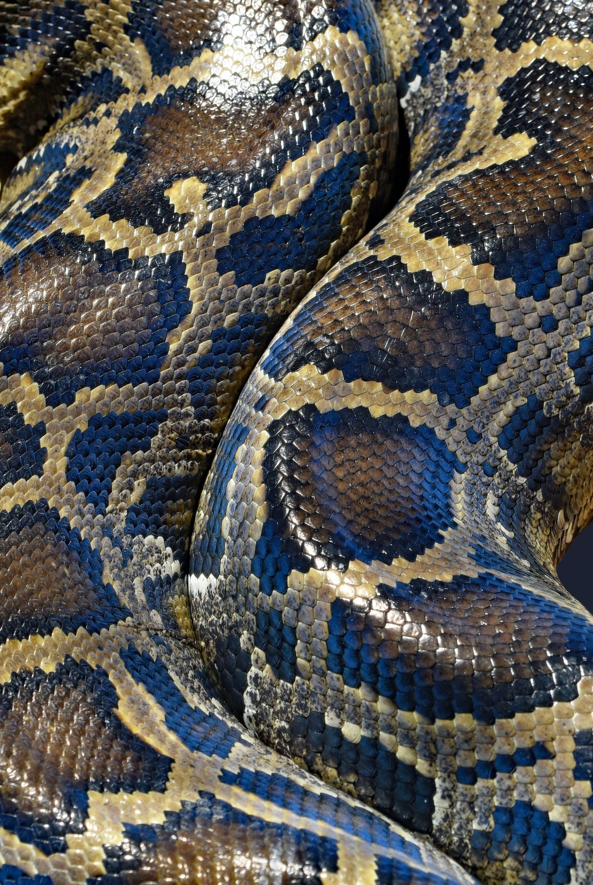 Awakening the Snake - How Kundalini is Changing my Life
