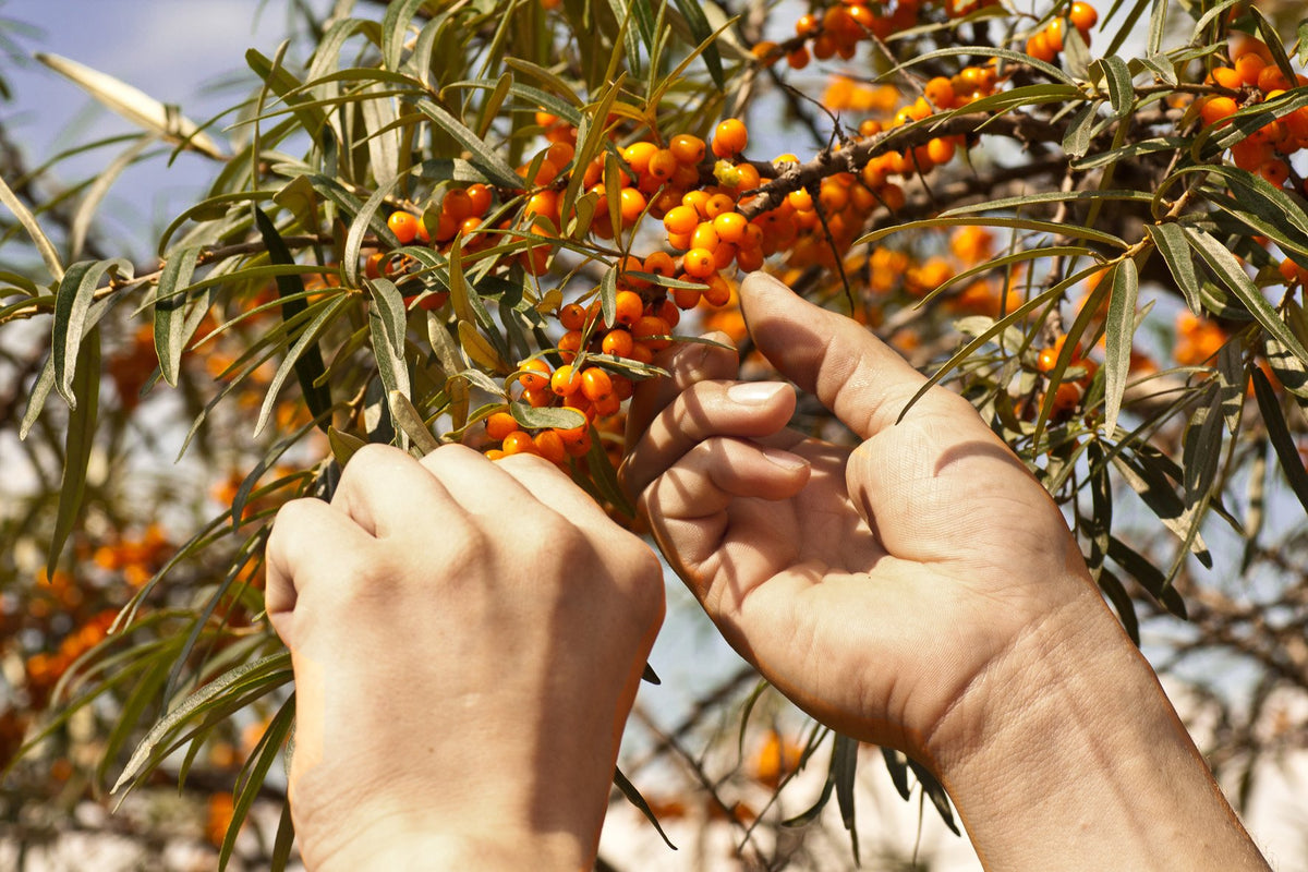 Ingredient Deep Dive: Vitamin A